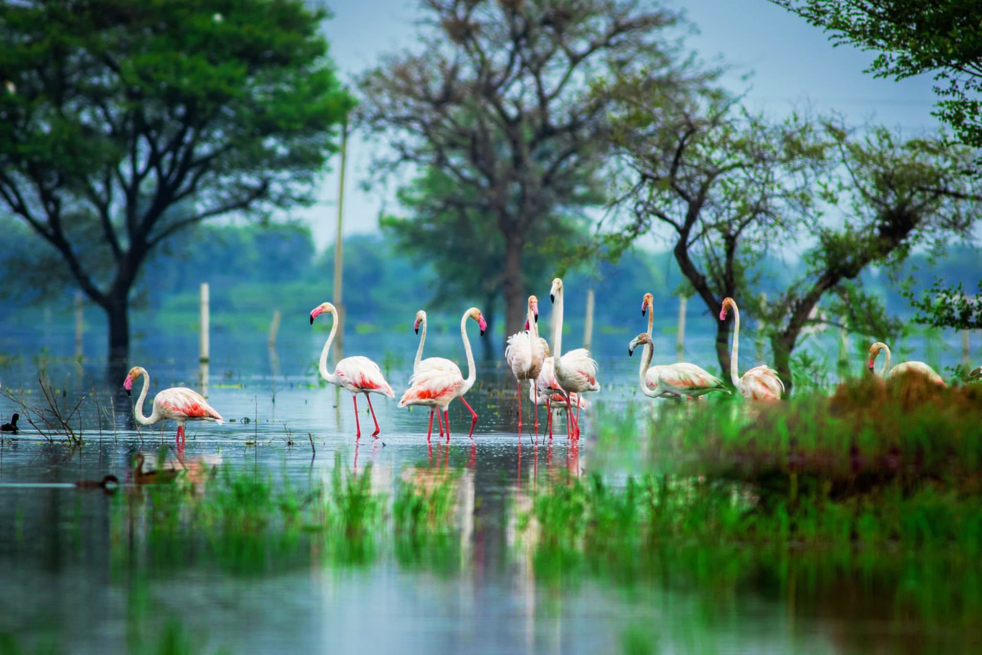 platinum esquire ulwe Gallery Image